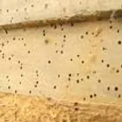 Timber Treatment for Wood Boring Insects